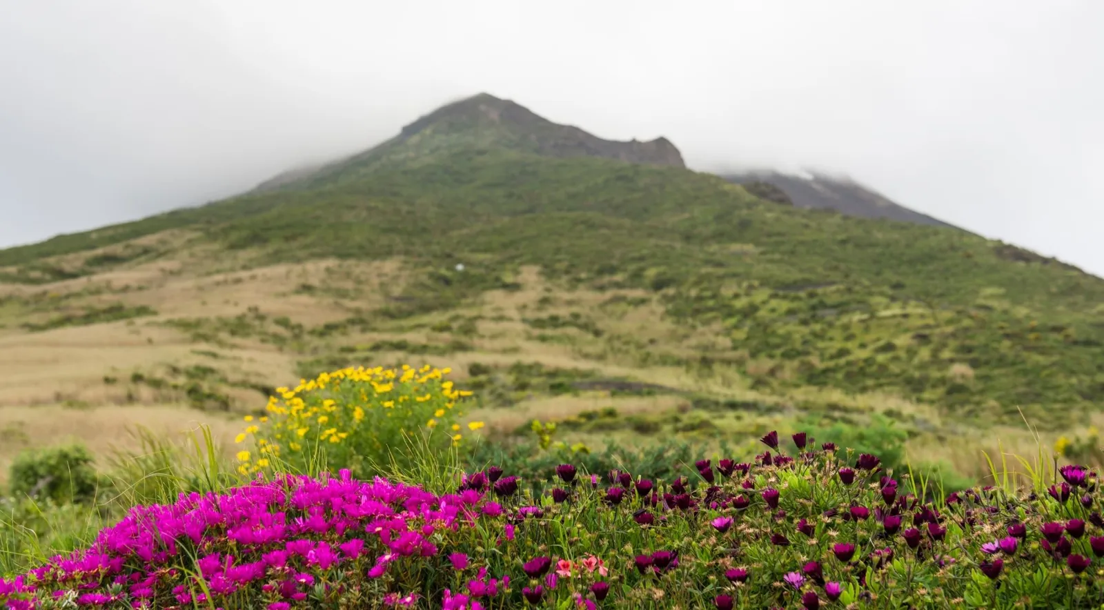 Wildflowers on a hillside below Stromboli's cloud-capped cone
